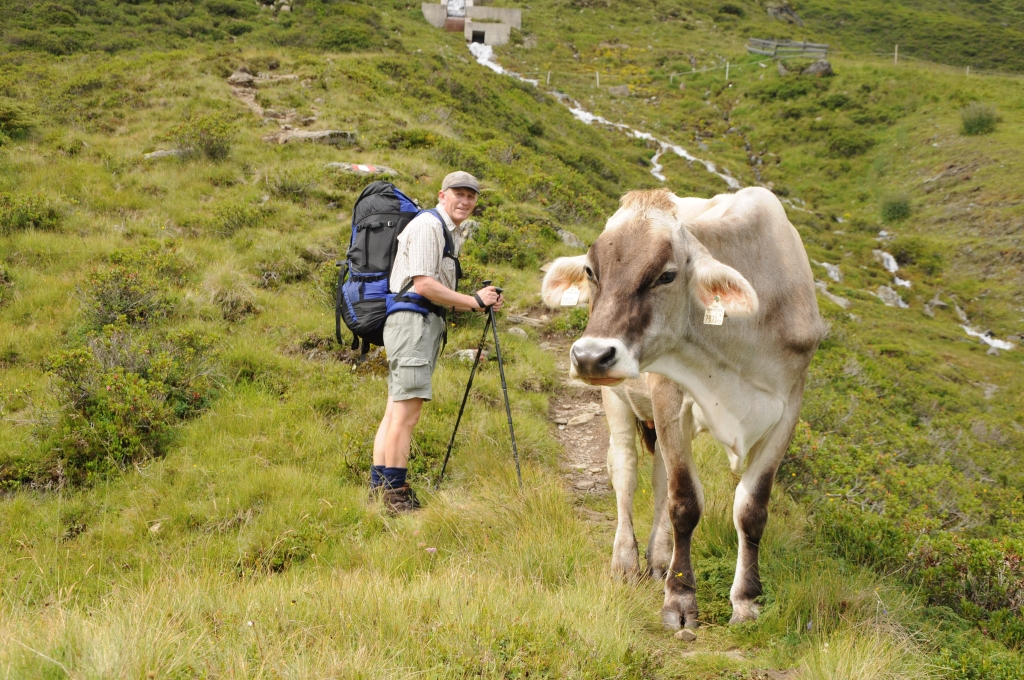 Aufstieg zur Zischgeles-Spitze. Die Kuh läßt sich nicht dazu überreden, Platz zu machen.