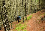 Abstieg nach Praxmar. Die bemoosten Lärchen und der rotbraune Nadelteppich verleihen dem Wald das Aussehen eines Märchenwaldes.